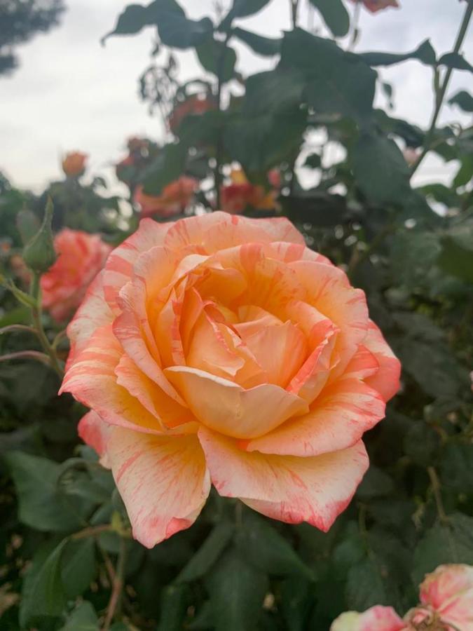 Il Giardino Degli Antichi Sapori Villa Ceglie Messapica Exteriör bild