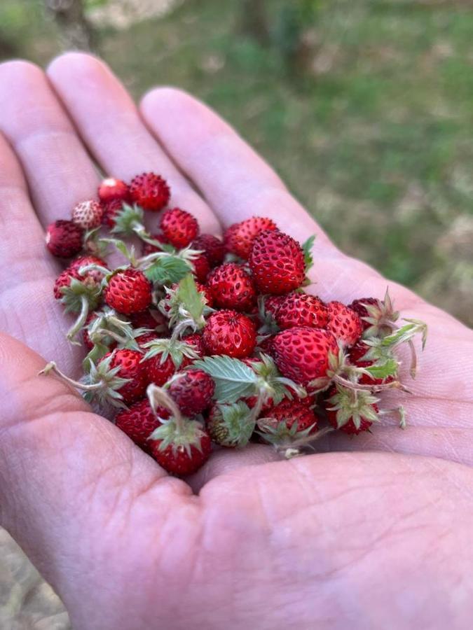 Il Giardino Degli Antichi Sapori Villa Ceglie Messapica Exteriör bild