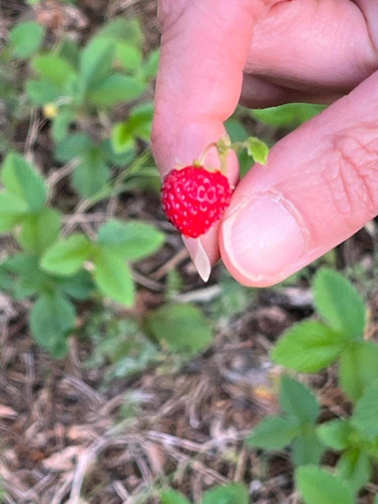 Il Giardino Degli Antichi Sapori Villa Ceglie Messapica Exteriör bild